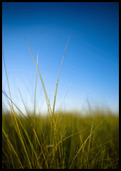 NJDEP Wetland Violations